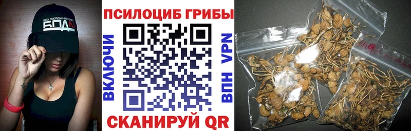 Купить  Онега  Псилоцибиновые грибы мицелий 